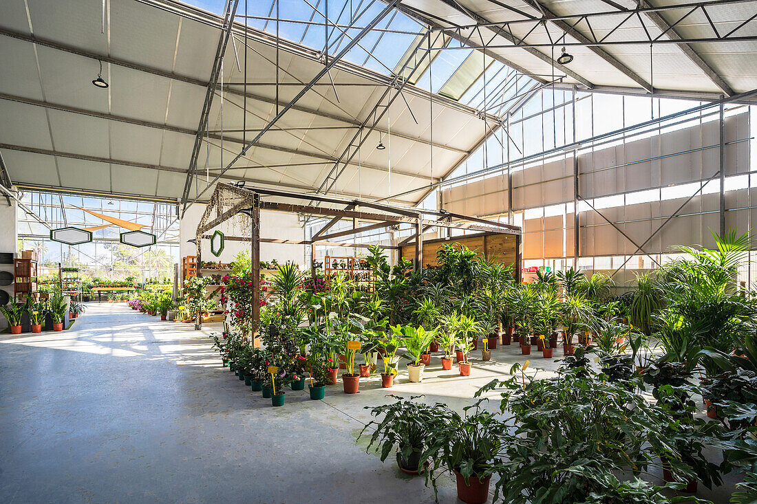 Geräumige Einrichtung eines Gartencenters mit verschiedenen Topfpflanzen und blühenden Blumen, die vom Sonnenlicht beleuchtet werden