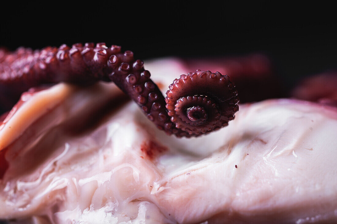 Closeup of raw octopus tentacle with round shaped suckers on dark background in studio
