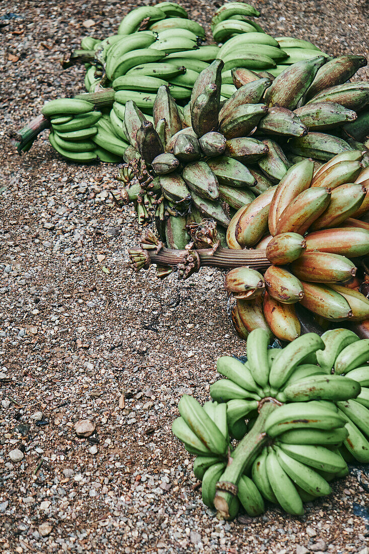 Bunch of green and yellow bananas and ripening after harvest on ecological farm