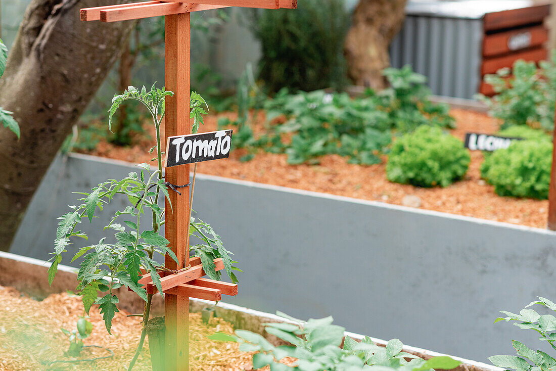 Tomatenschössling an Holzstab mit Namensschild im Gartenbeet in einem landwirtschaftlichen Dorf