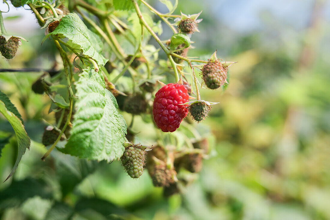 Reife rote essbare Himbeere auf einem Zweig eines mehrjährigen Strauches in einem Bauernhof auf dem Lande