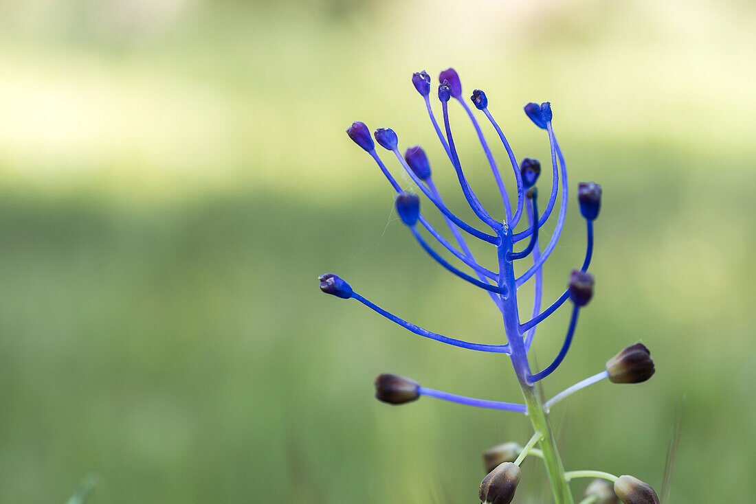 Weichzeichner der wilden blauen Muscari comosum Blume mit ungeöffneten Knospen am Stiel in der Natur an einem Sommertag