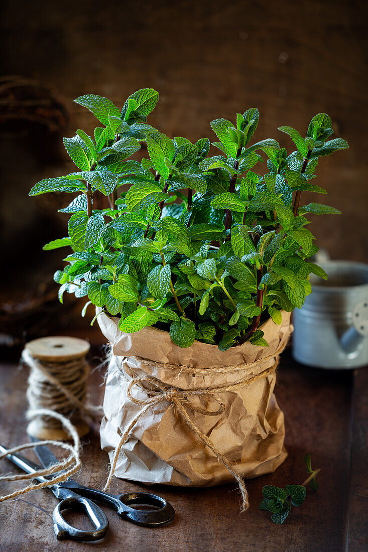 Fresh mint in a pot covered with brown kraft paper bag and tied with a jute rope on dark rustic wooden background