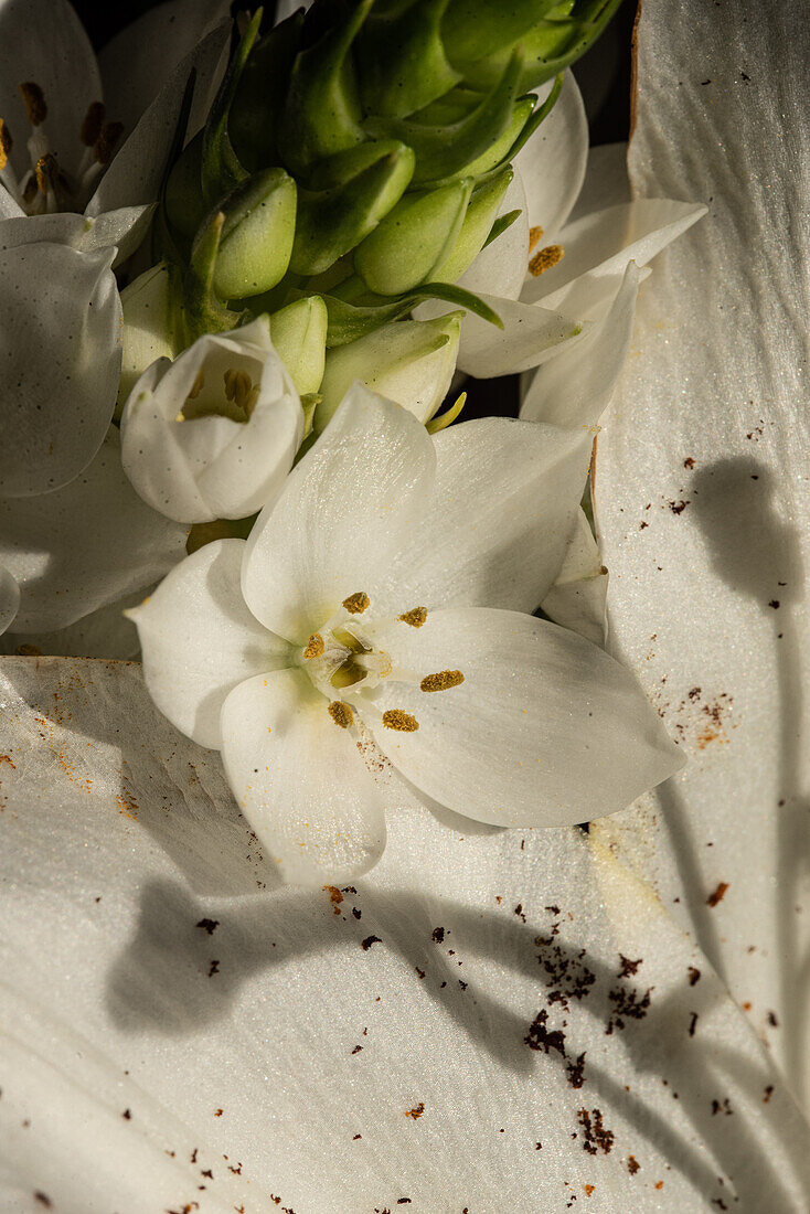 Top view of blossoming lush bud of white lilies eustoma at daylight