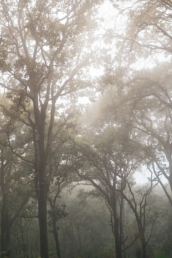 Trees growing in woods covered with thick fog in gloomy day