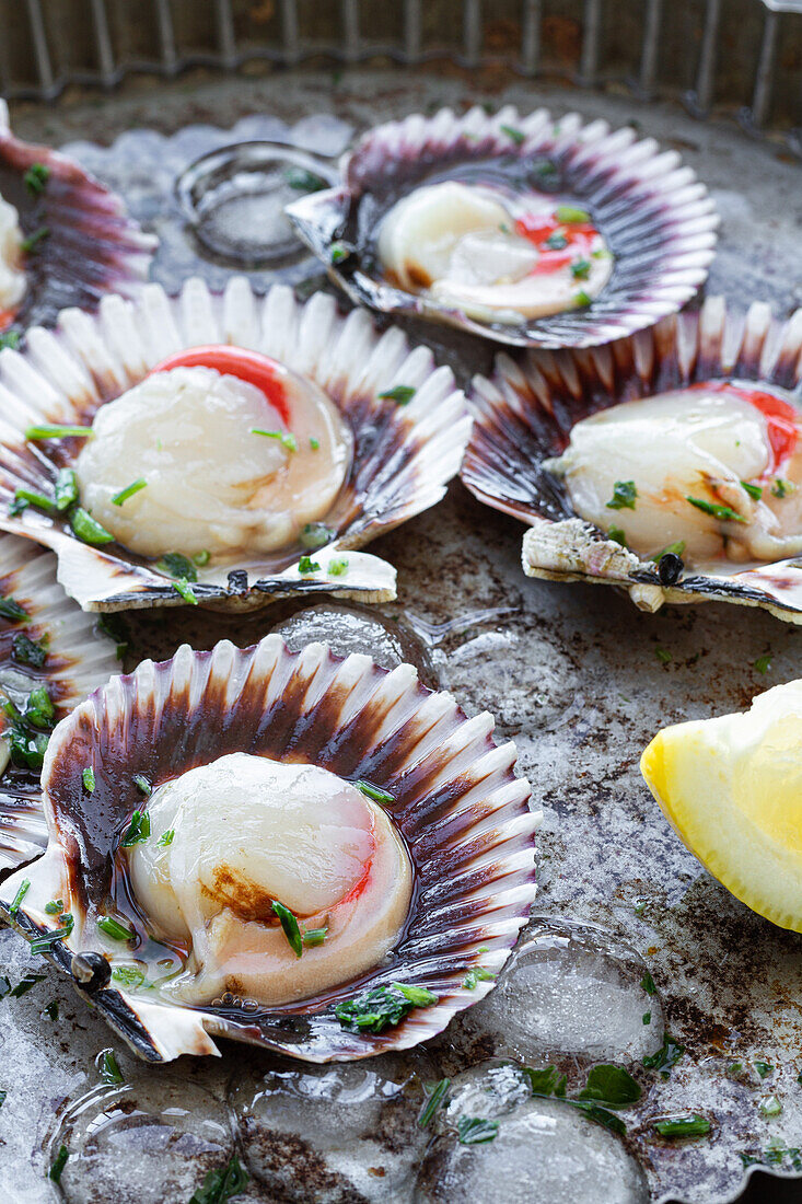 From above fresh appetizing scallops on shells served on ice on plate with lemon slices