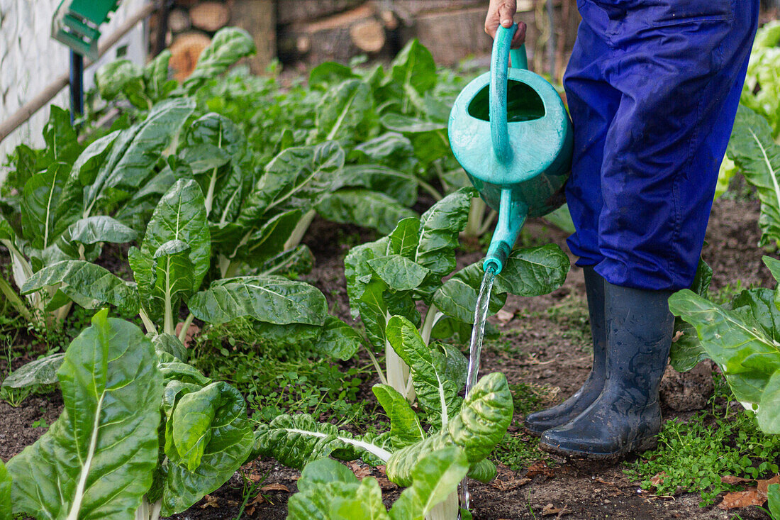Abgeschnittener, nicht erkennbarer Bauer bewässert frischen Salat auf einem Feld auf dem Lande