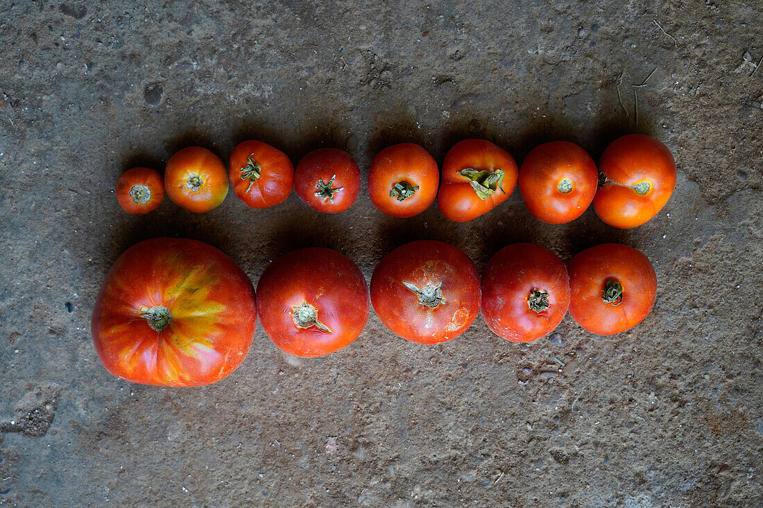 Top view closeup of a line of red tomatoes on the ground