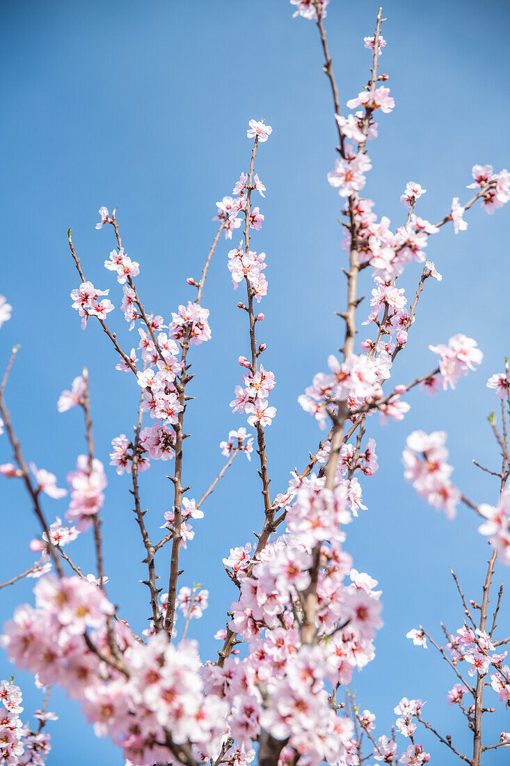 Wooden twig with almond pink blooms flowers during springtime against blue sky