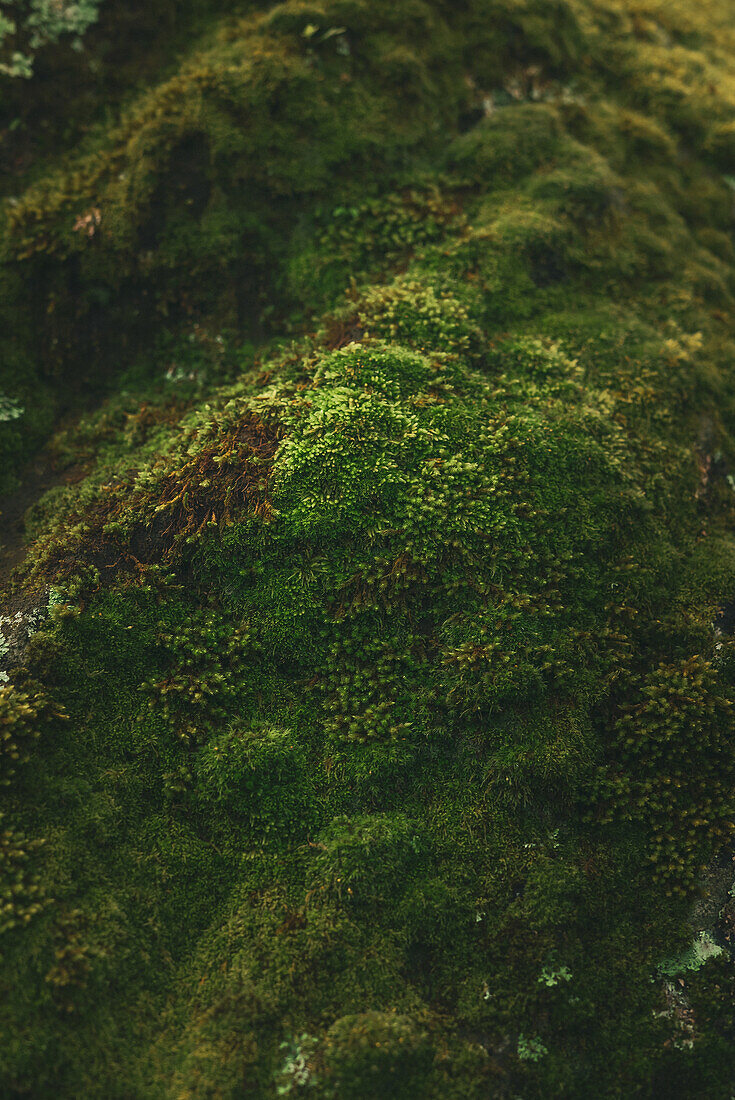 Textur einer blütenlosen Moospflanze der taxonomischen Abteilung Bryophyta, die auf dem Waldboden wächst