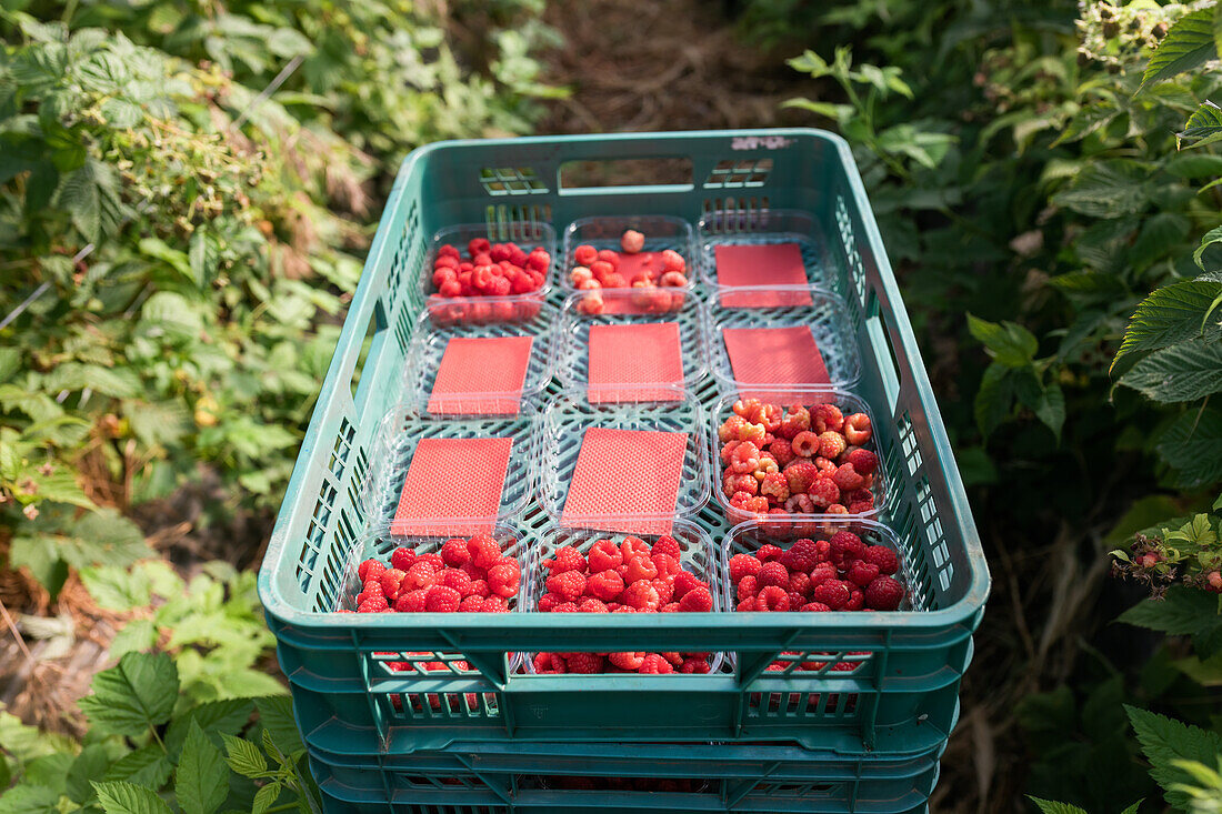 Blick von oben auf einen Plastikbehälter voller reifer roter Himbeeren in Kisten auf einer landwirtschaftlichen Plantage