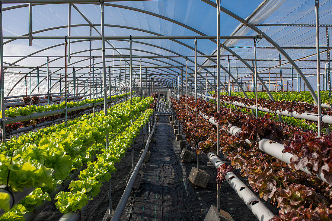 Lush fresh verdant of green and red lettuce growing in hydroponic greenhouse of agricultural complex