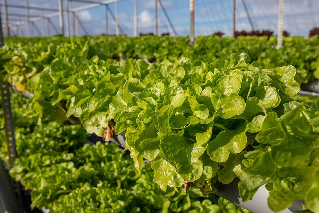 Üppiges frisches Grün von grünem und rotem Salat, der im Hydrokultur-Gewächshaus eines landwirtschaftlichen Komplexes wächst