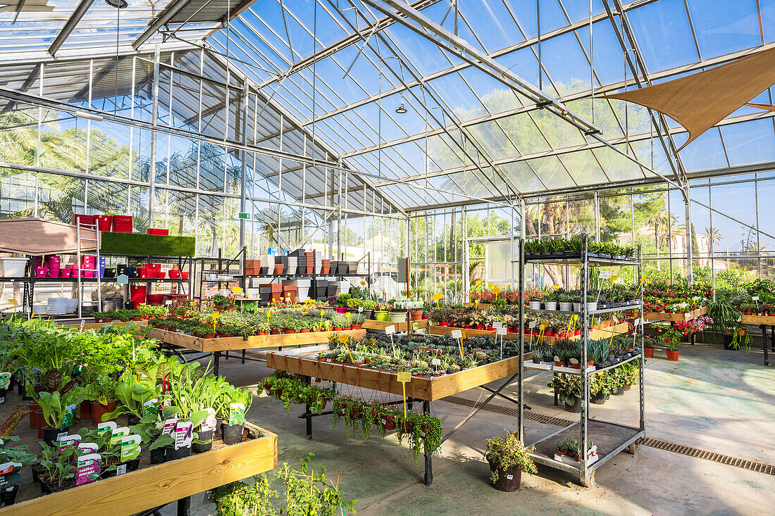 Geräumige Einrichtung eines Gartencenters mit verschiedenen Topfpflanzen und blühenden Blumen, die vom Sonnenlicht beleuchtet werden