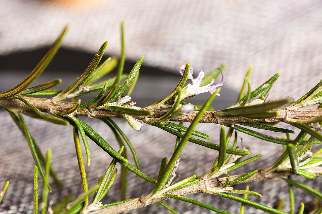Side view of herbs sprigs with green leaves of rosemary on gray surface