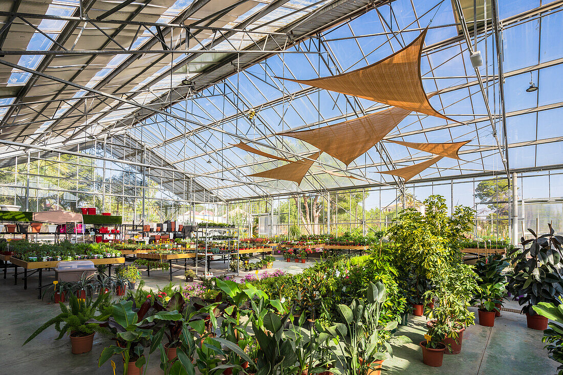 Geräumige Einrichtung eines Gartencenters mit verschiedenen Topfpflanzen und blühenden Blumen, die vom Sonnenlicht beleuchtet werden