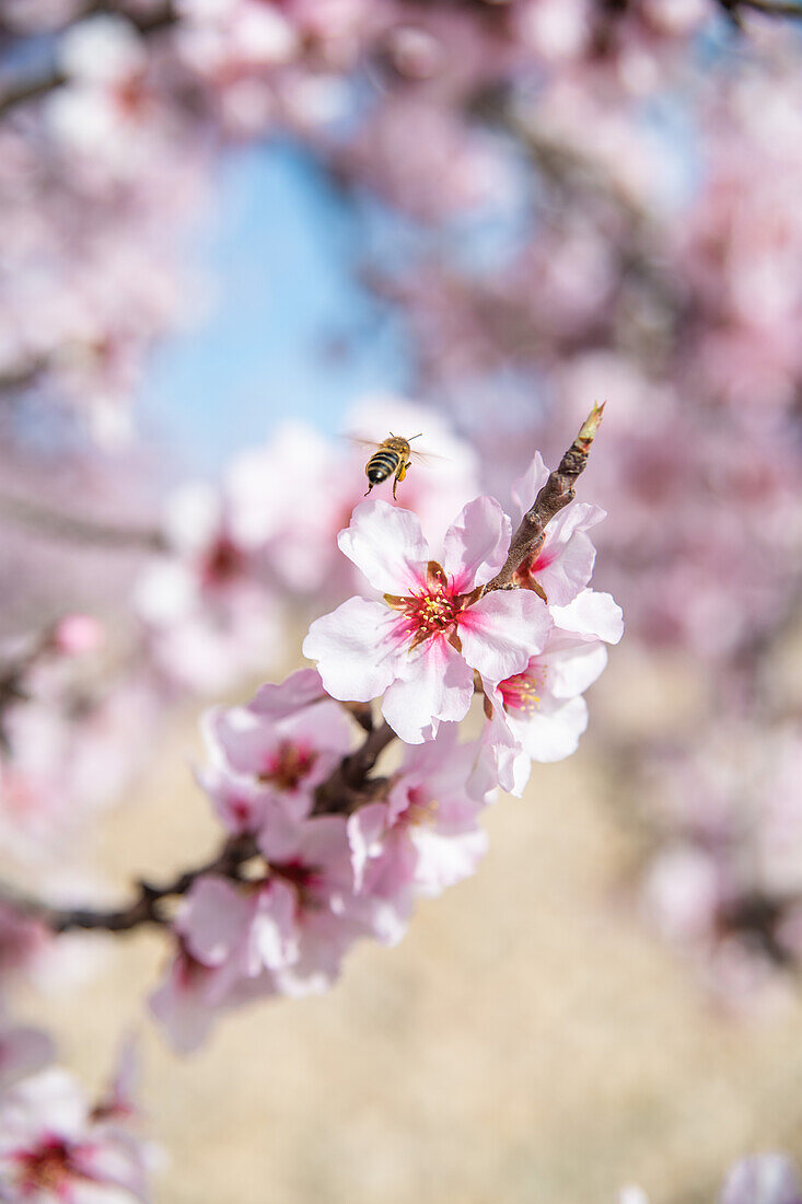 Fleißige Biene nippt an süßem Nektar auf einer zartrosa Blüte, die an einem blühenden Mandelbaum im Frühlingsgarten wächst, an einem sonnigen Tag