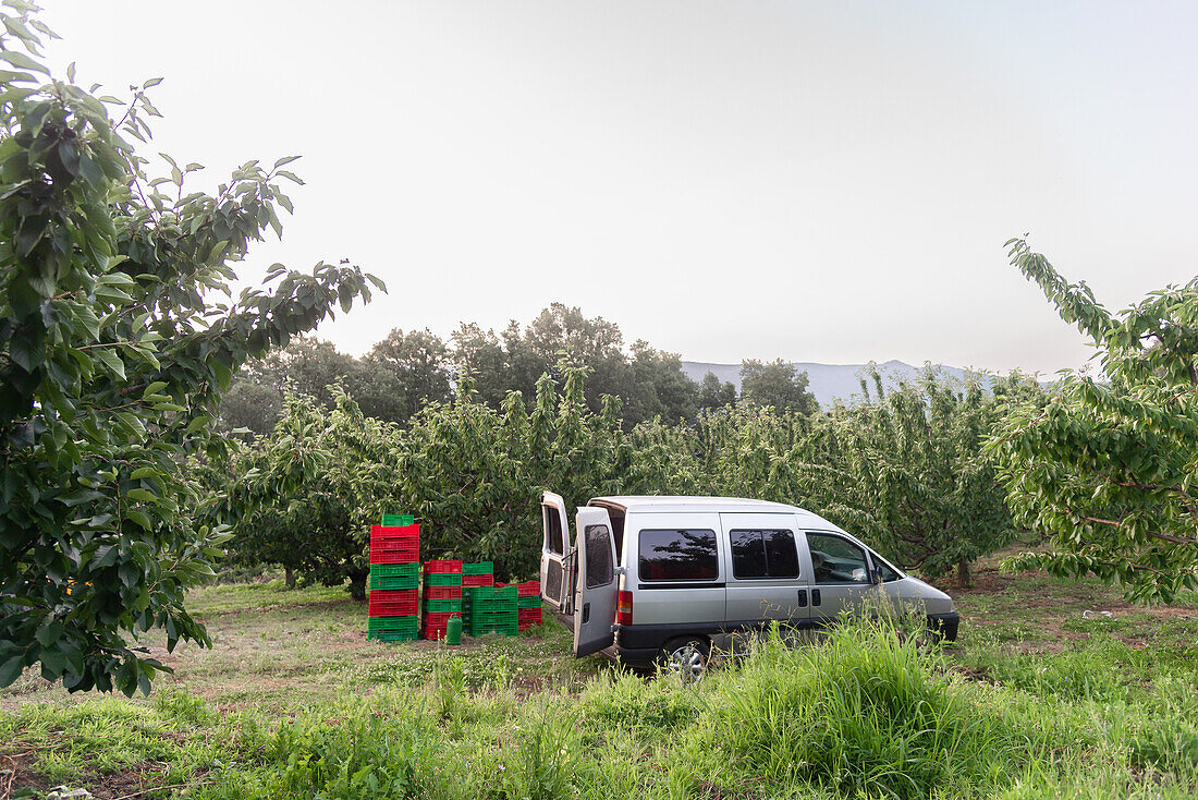 Modern van parked on grassy meadow near lush green trees against cloudless sky in countryside