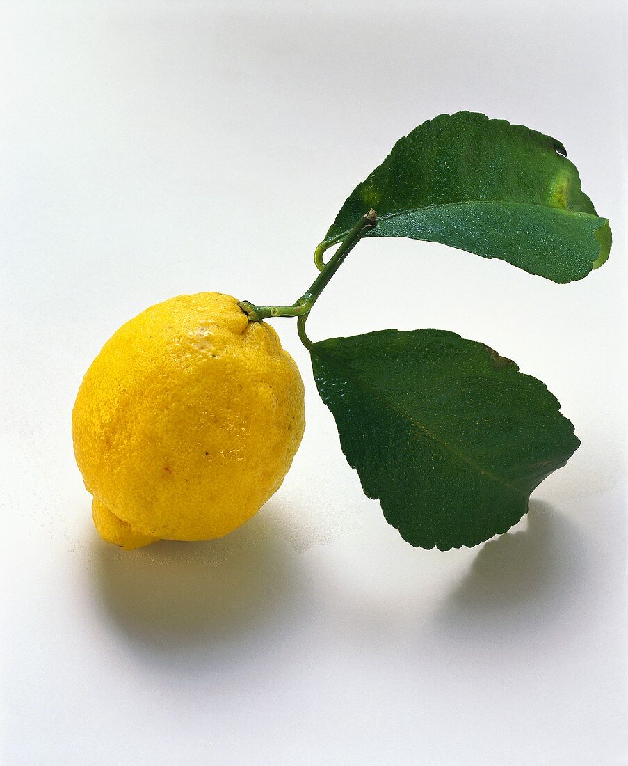 Zitrone mit zwei Blättern