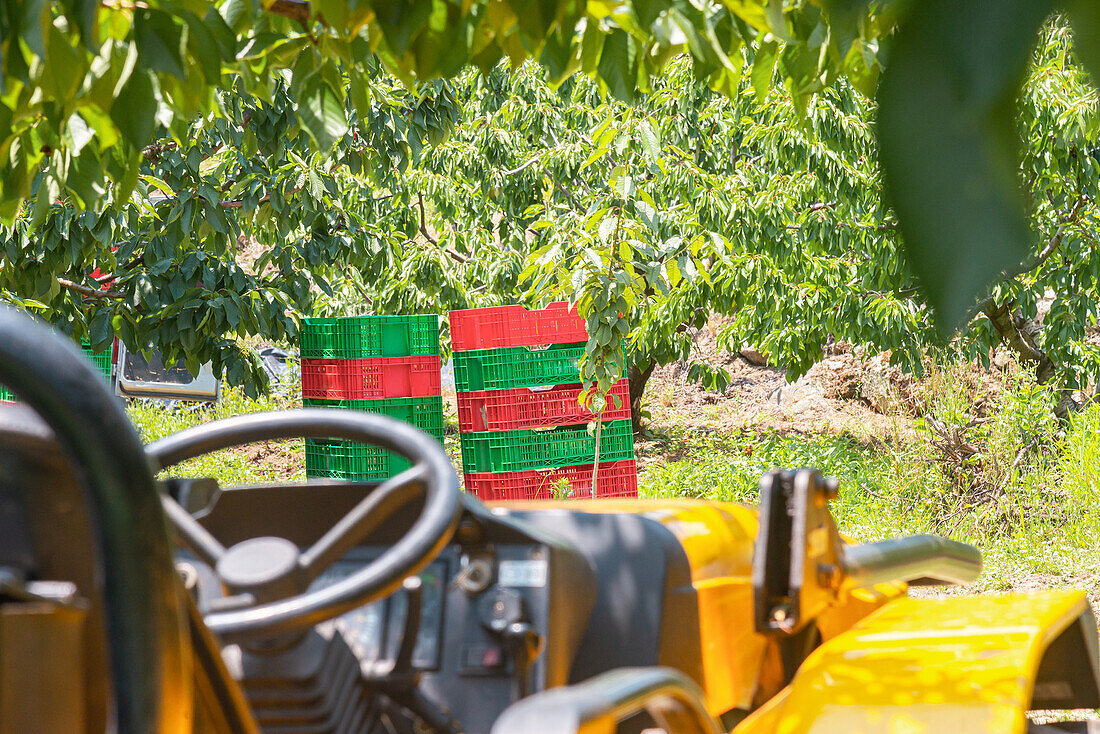 Geparkter Traktor mit gestapelten leeren Kirschernte-Kunststoffkörben über grünem Gras unter einem Baum auf dem Lande an einem sonnigen Tag