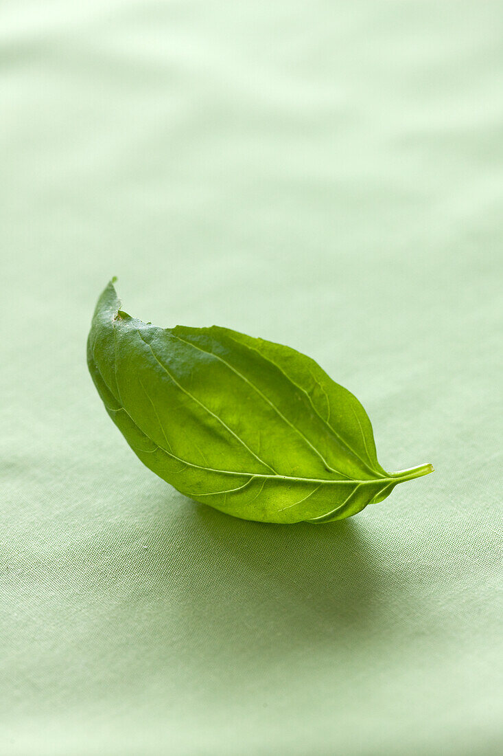 Basil leaf on a light background