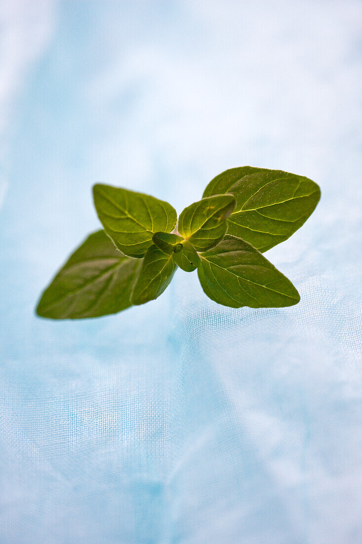 Sprig of oregano on a light blue background