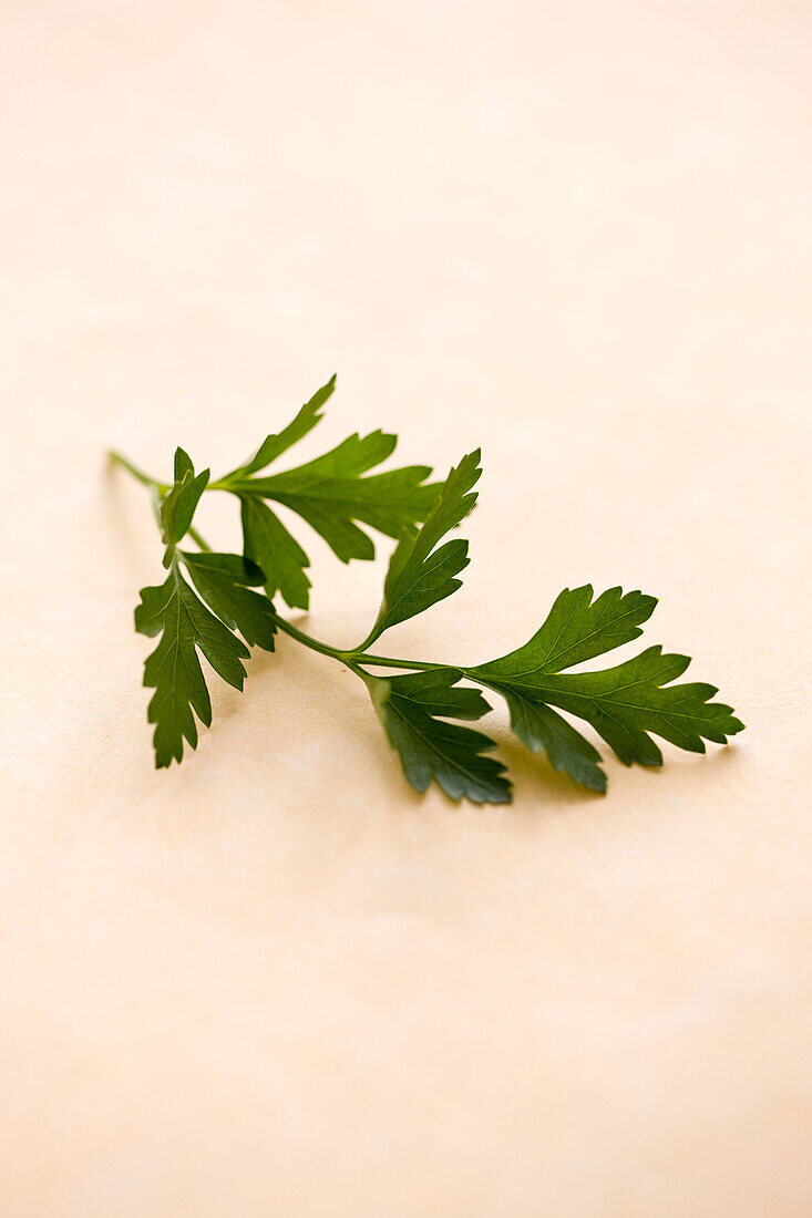 Sprig of parsley on a light-coloured background