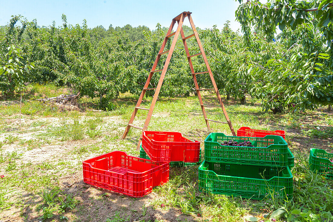 Plastikkisten mit reifen, schmackhaften Kirschen während der Ernte im Garten an einem sonnigen Tag neben einer Holztreppe