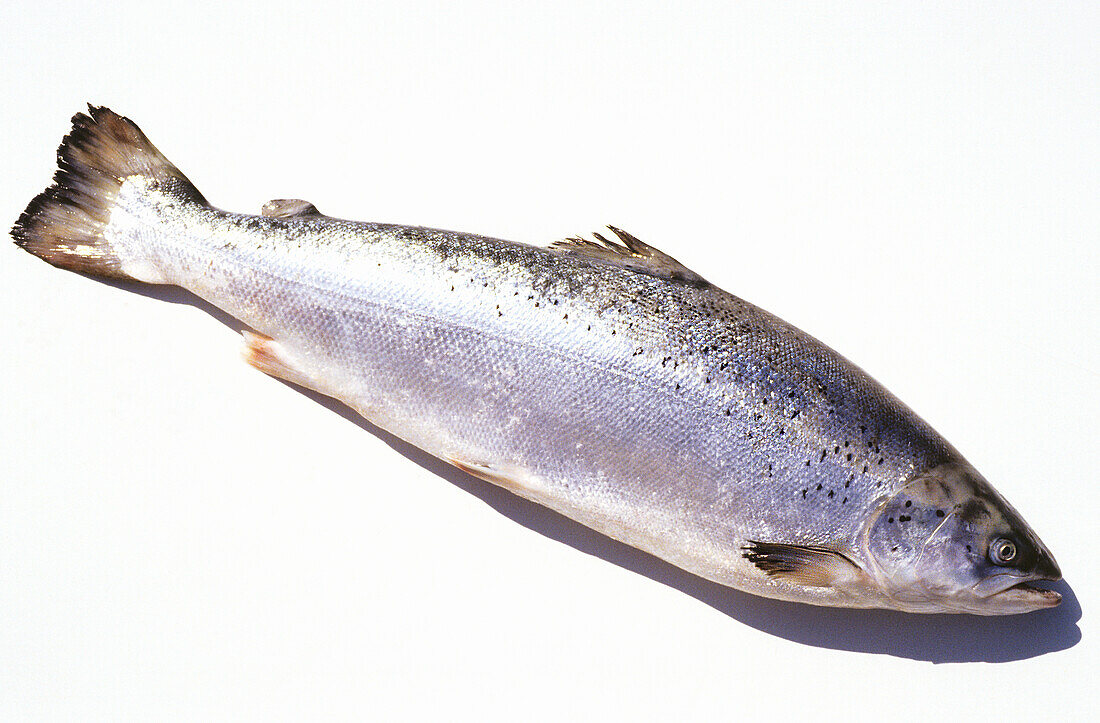 Whole raw salmon on a white background