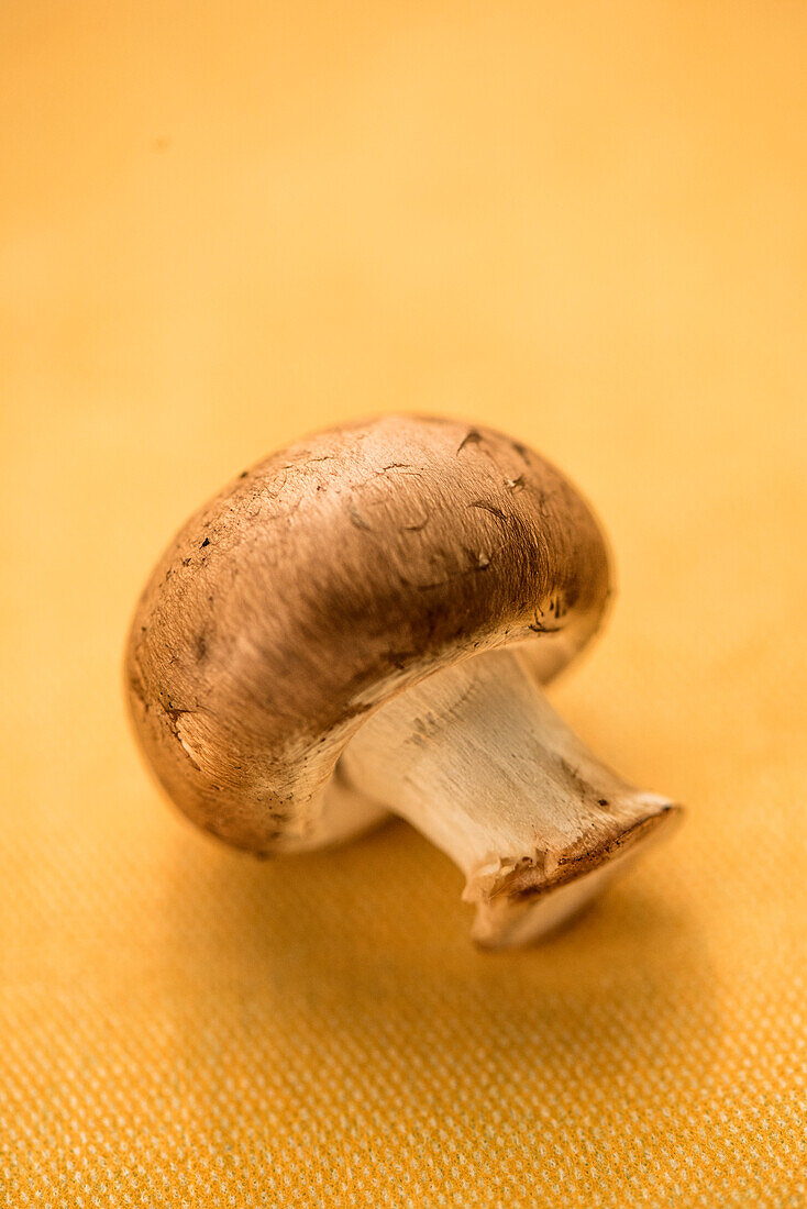 A brown mushroom on a yellow background