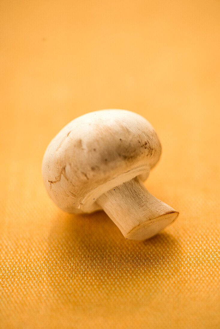 Ein Champignon vor orangenem Hintergrund