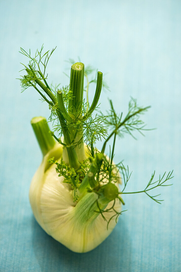 Whole fennel bulb against a blue background