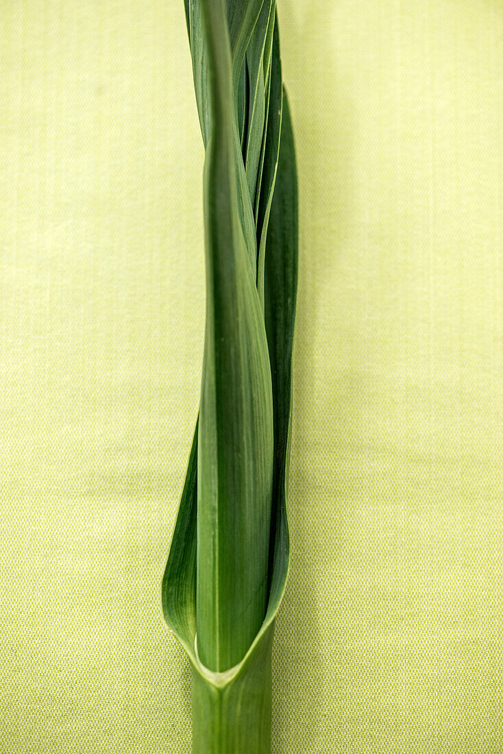 Leek stalk against a yellow background