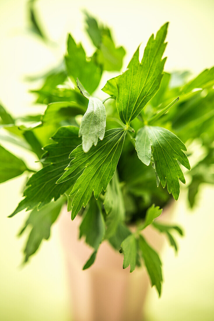 bunch of fresh parsley