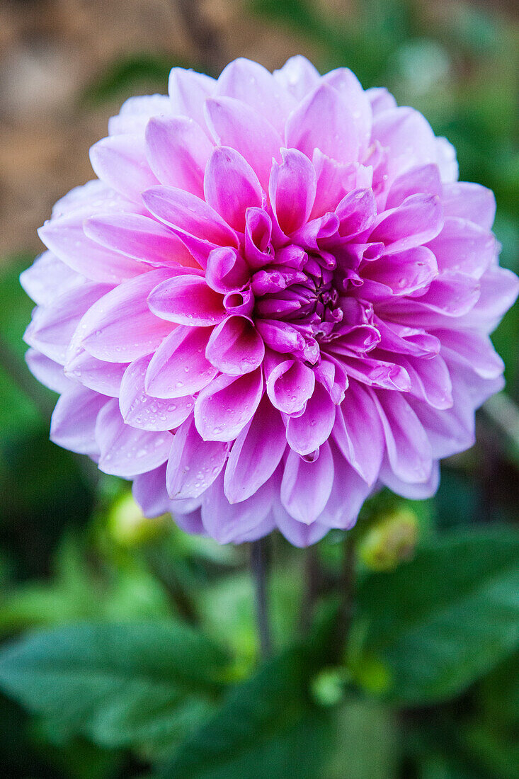 Dahlie (Dahlia) 'Purple Haze' im Garten mit Wassertropfen