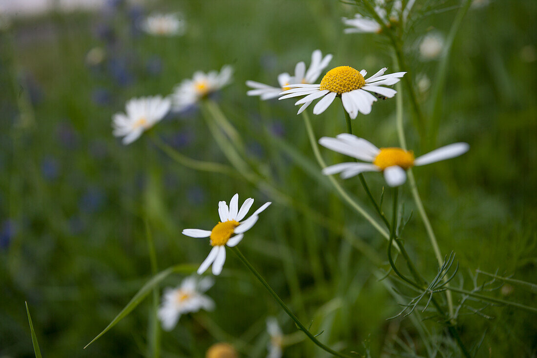 Daisy (Bellis perennis) in a summer meadow