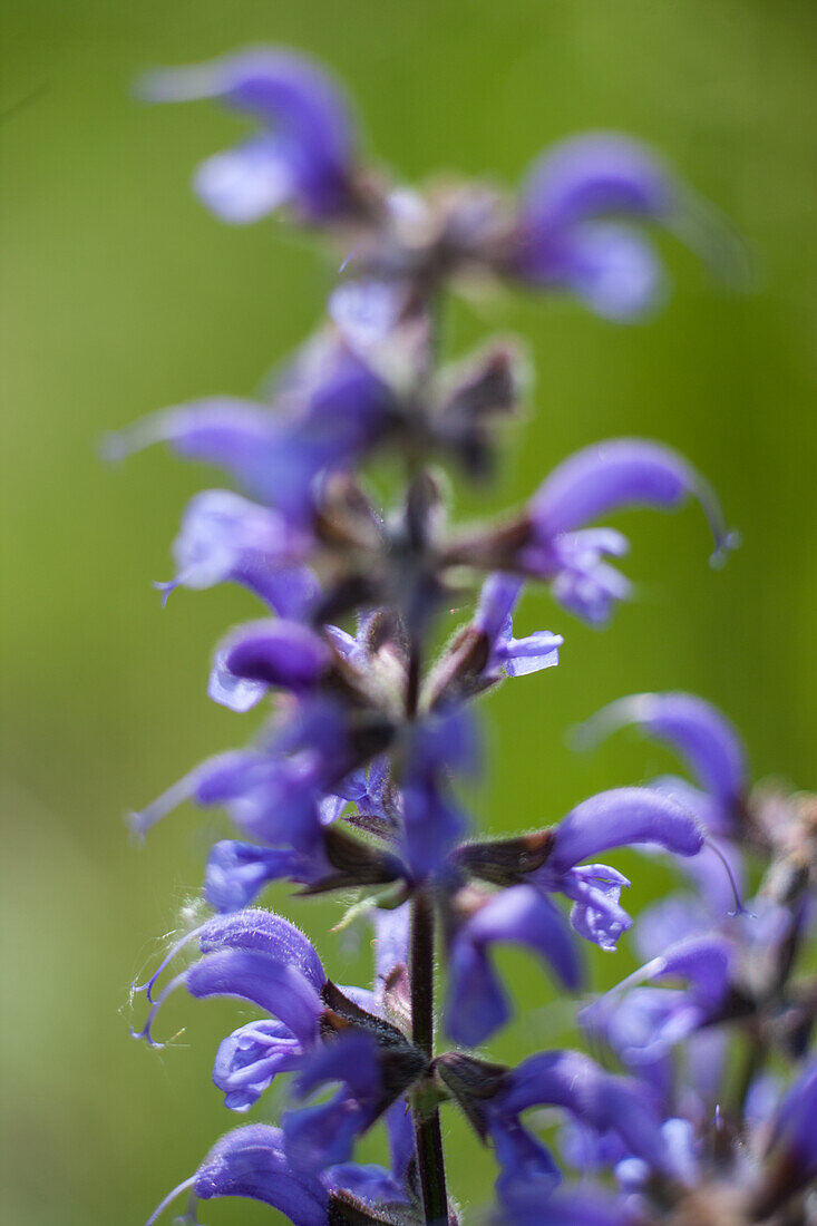 Inflorescence of meadow sage (Salvia pratensis)