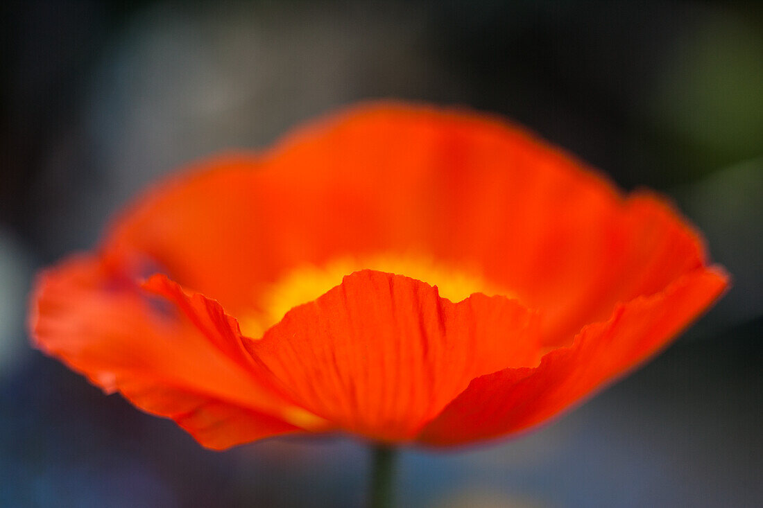 Nahaufnahme einer orangen Isländischen Mohnblume (Papaver nudicaule)