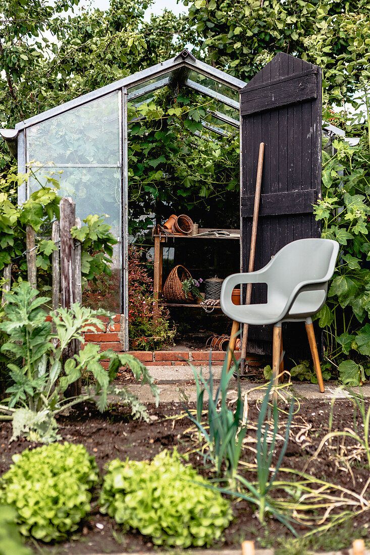 Greenhouse in the garden with lettuce plants in the foreground and chair