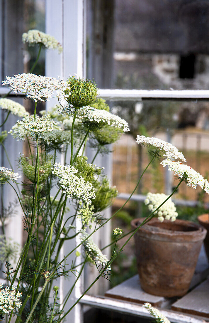 Wild carrot by the window