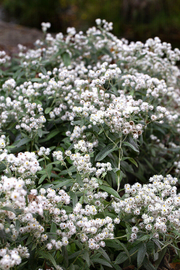 Pearl basket in the garden bed