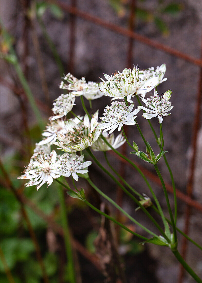 Weiße Sterndolde (Astrantia major) in voller Blüte