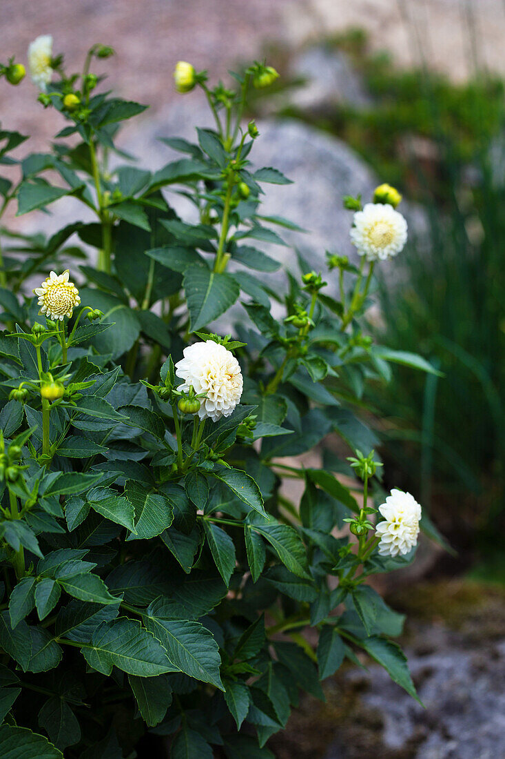 White dahlias (Dahlia) in the garden