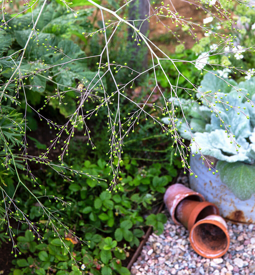 Pflanzen, Kies und Terrakottatöpfe und Silberblatt Salbei (Salvia argentea) in einem Pflanztopf im Garten