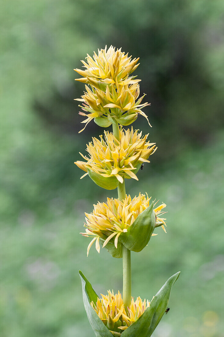 Gelber Enzian (Gentiana) in voller Blüte im Grünen