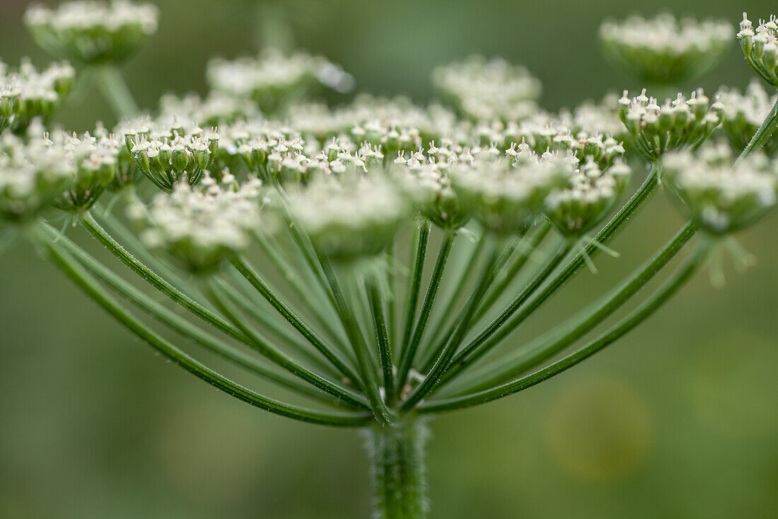 Wild carrot with delicate white flowers in the garden