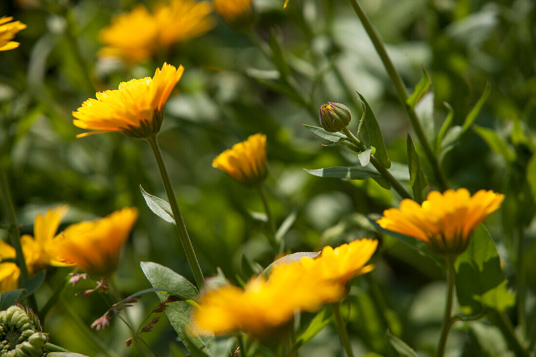 Gelbe Blumen im Garten, Ringelblumen (Calendula)