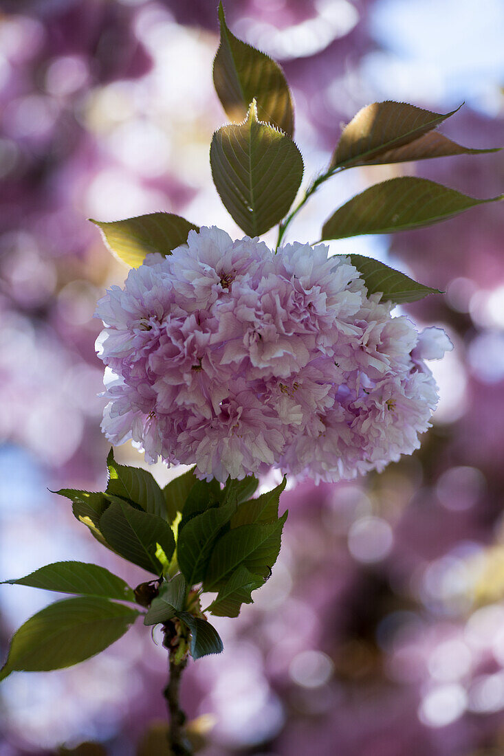 Japanische Kirschblüte (Cerasus serrulata) im Frühling