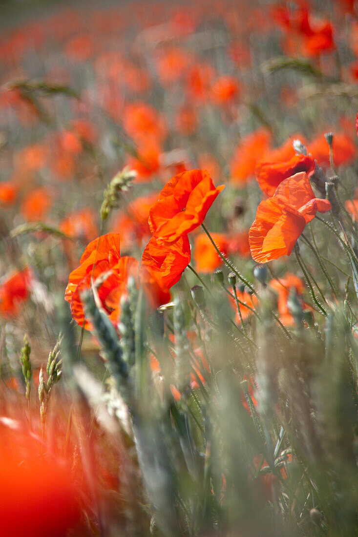 Mohnblumen (Papaver) im Kornfeld auf der Île de Ré,  Nouvelle-Aquitaine, Frankreich