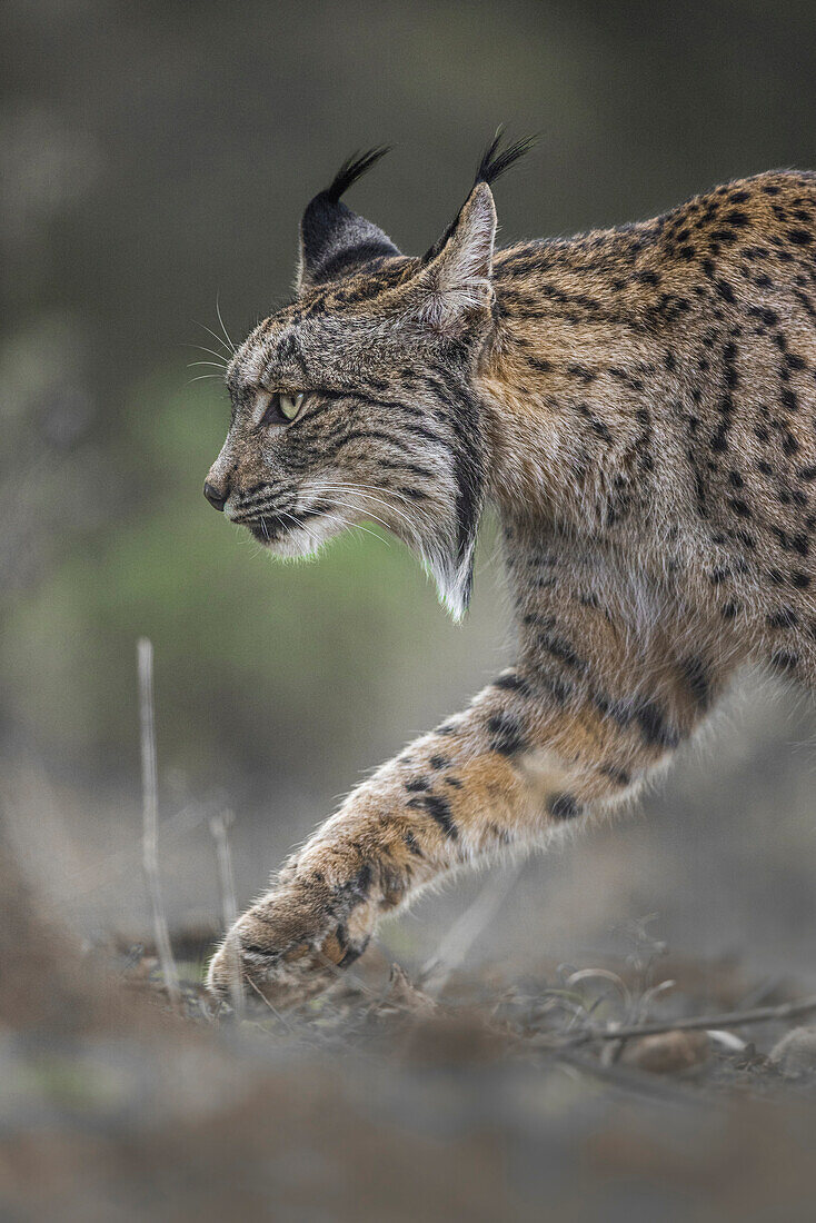 Iberian Lynx, (Lynx pardinus), Castille, Spain